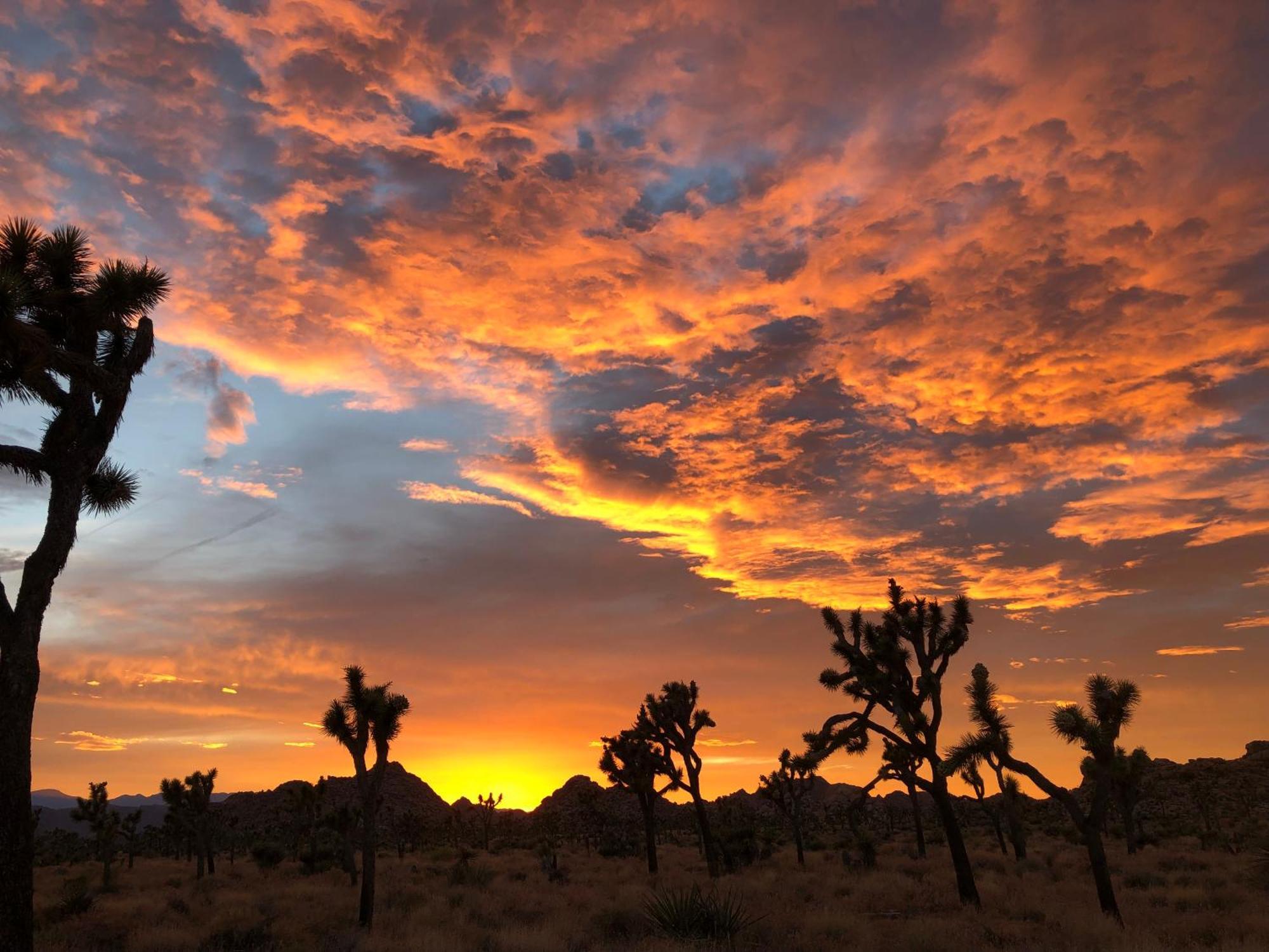 Cozy Desert Retreat With Amazing Views Only 4 Miles To Jtnp Joshua Tree Exterior foto